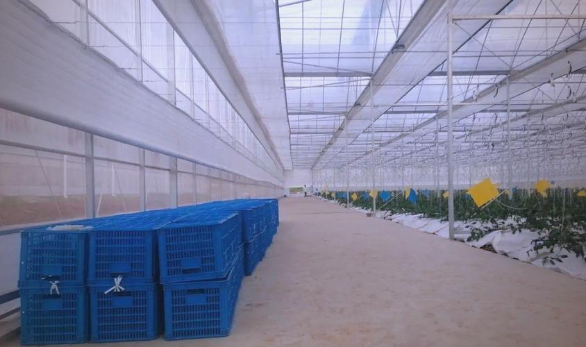 连栋薄膜温室大棚 种植蔬菜及农产品的理想选择