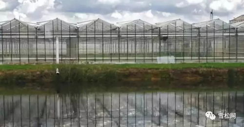 荷兰高科技温室农业模式探究 大棚中的农业革命