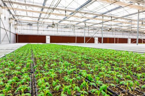 连栋薄膜温室大棚建设 引领农业环保新形态